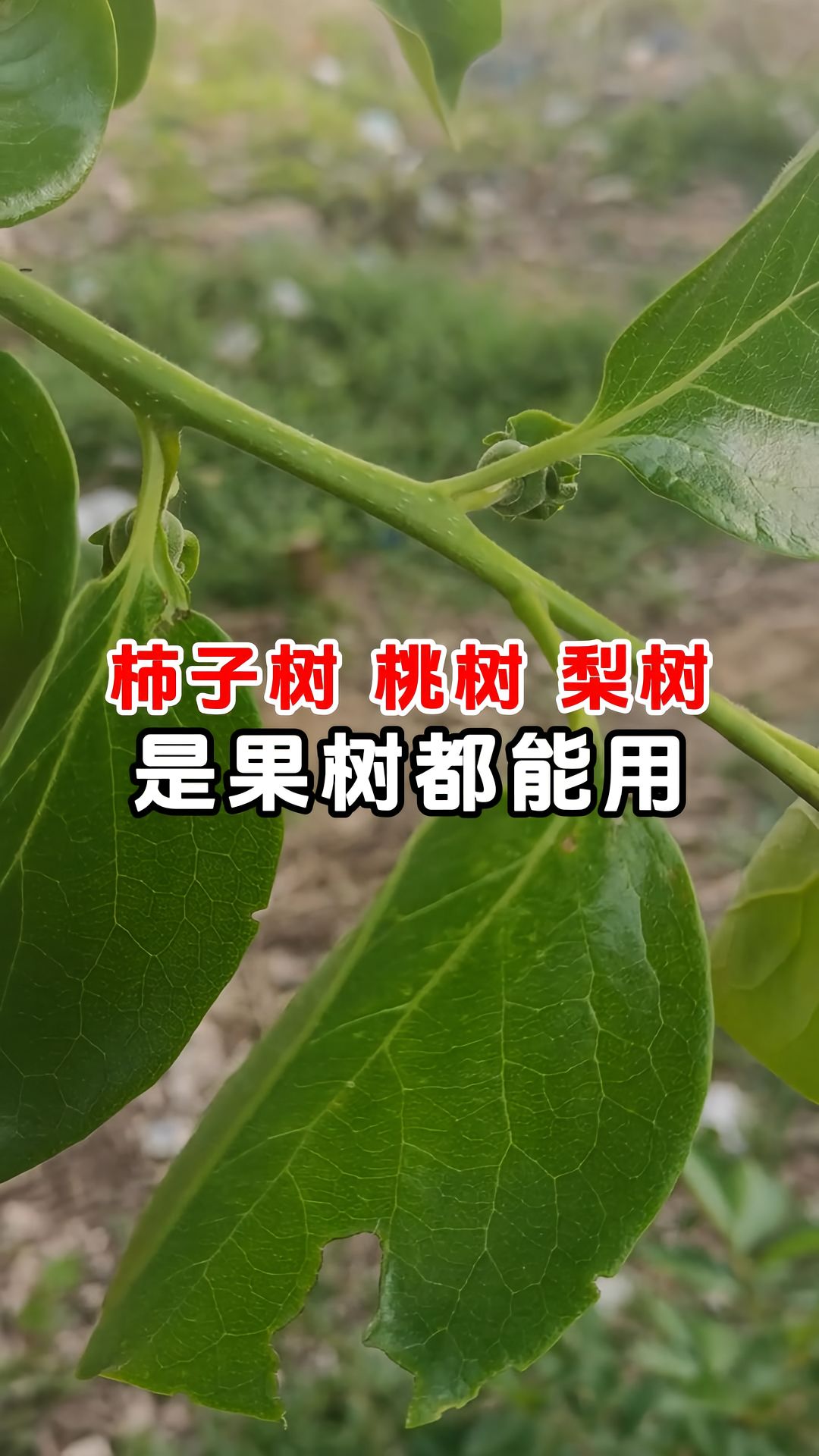 https://static.ixuenong.com/pxn/uploads/prod/thirdfile/2025/05/2d9ac17b218fac64e1d68e48aa235382.jpg