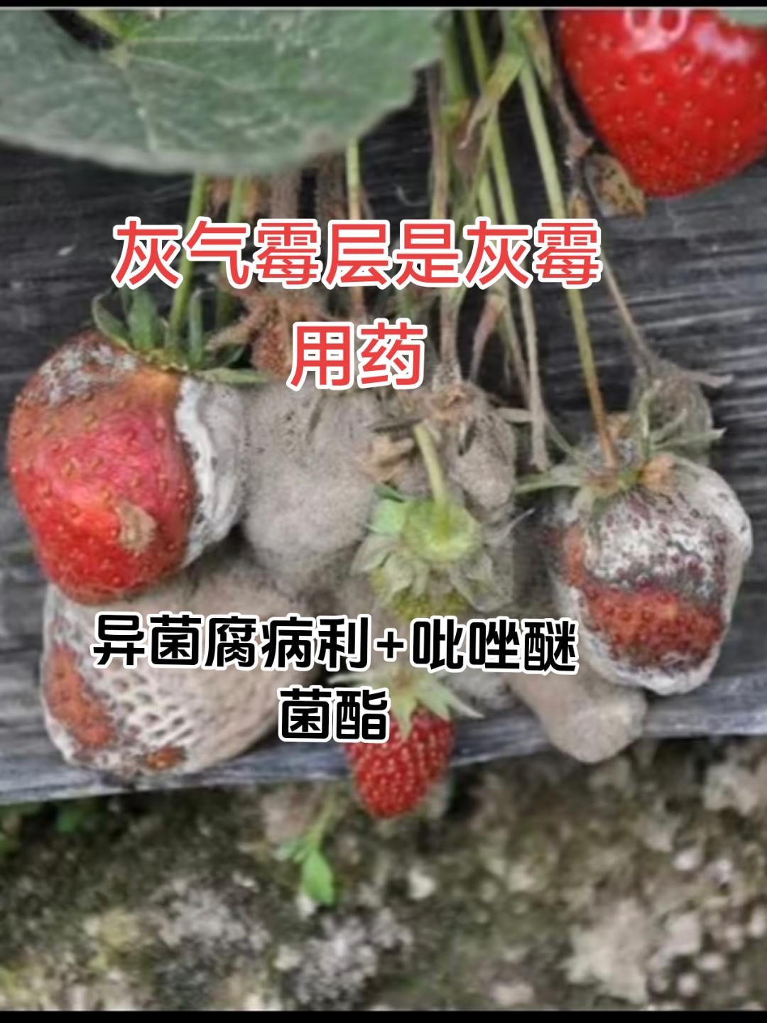 https://static.ixuenong.com/pxn/uploads/prod/thirdfile/2025/05/2e06e30c10bebcc8419acb821439342f.jpg