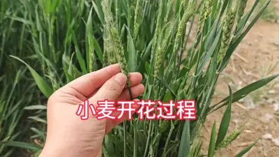 С뵽ҪҪɶص