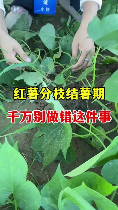 红薯分枝结薯期，万万别做错这件事#红薯莳植#红薯宝宝#红薯叶面肥 #红薯大丰收 #红薯高产