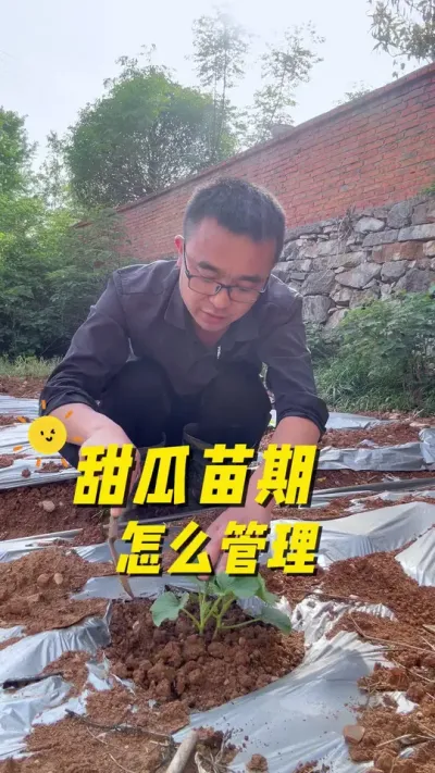 甜瓜苗期怎么管理？生长迅速，结瓜早？#关注我一起学种菜 #学种菜 #每天分享蔬菜种植技巧 #种植小技巧 #农人阮方兵