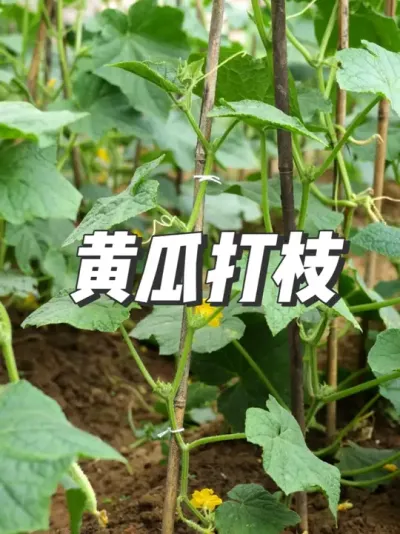 黄瓜种植小技巧，你家黄瓜长到第几片叶子了？ #黄瓜 #黄瓜种植 #种植小技巧 #抖音三农 #新农人计划2025