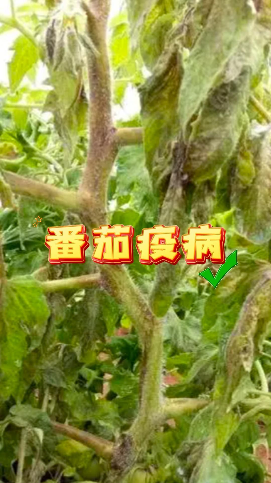 https://static.ixuenong.com/pxn/uploads/prod/thirdfile/2025/05/33dd8b702c606014e966ac96d124b38c.jpg
