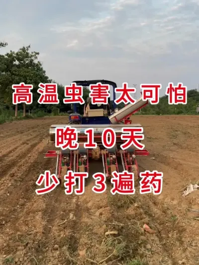 晚播大豆优势：少生病、少虫害、产量高 #农业种植 #抖音助农 #支持三农扶持三农发展 #农业植保知识分享 #大豆种植