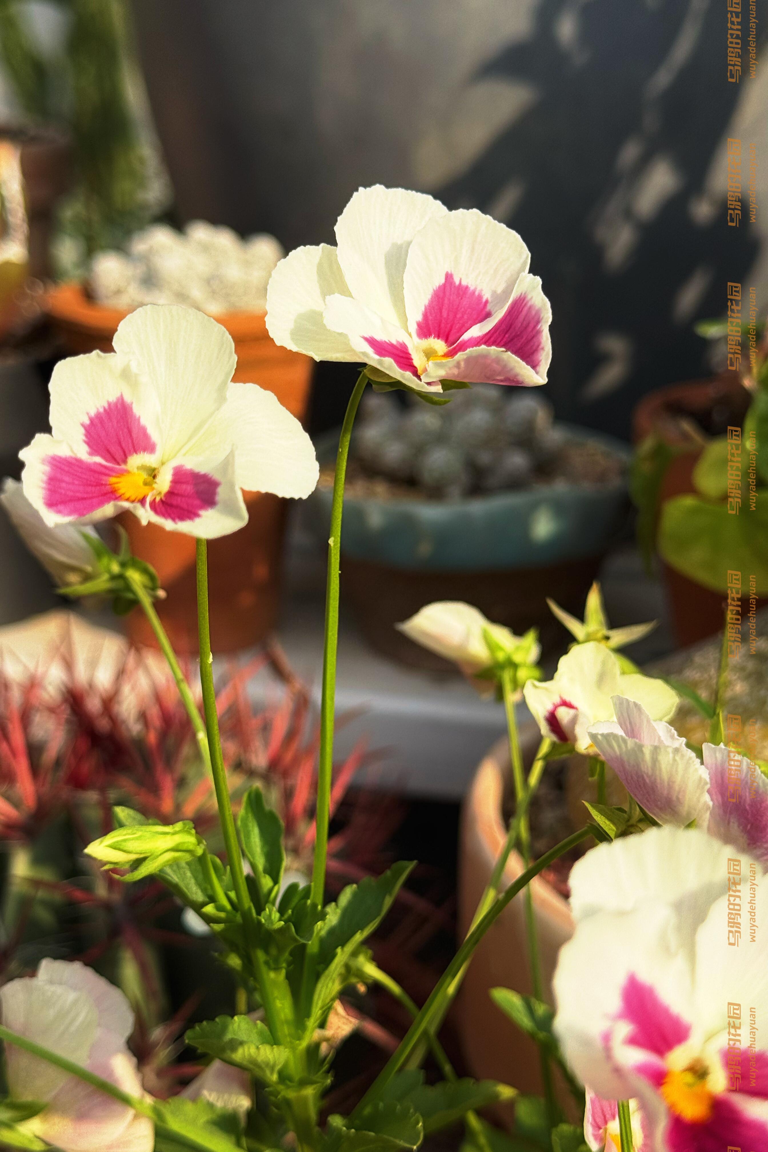 https://static.ixuenong.com/pxn/uploads/prod/thirdfile/2025/05/34ab7e80e480be61e90f8f2b88f85dc2.jpg