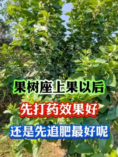 ���������Ժ����ȴ�ҩ�վ���ʩ��#�������� #����ݪֲ #��԰���� #����