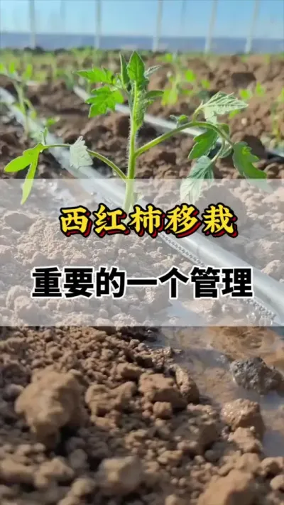 西红柿移栽，最重要的一个管理#三农 #三农种植 #番茄高产种植方法 #辣椒 #番茄移栽注意事项