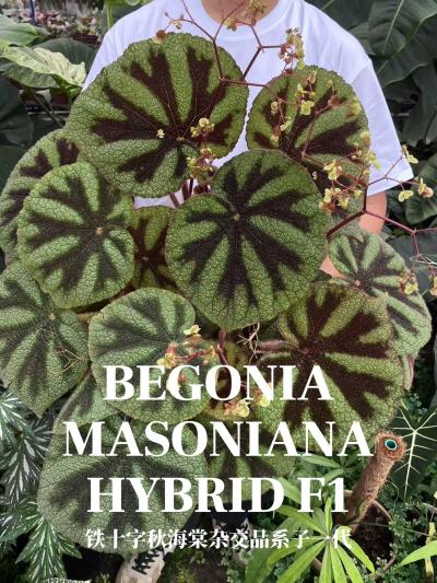 ��ʮ���ﺣ���ӽ�Ʒϵ����һ��ĸ����ҶƬƽ���Ⱥܺ�����ֹ���ھ����������޵�����ɫҲ����Щ����������Ϊ��Ʒϵ�Ļ�����������ʯ��ʮ���ﺣ�ĵȵ���Ů��#�ﺣ��[����]# #��ʮ���ﺣ��[����]# #��ʯ��ʮ��