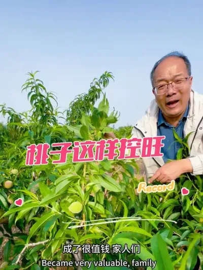 桃子这样控旺 #控旺 #果园管理