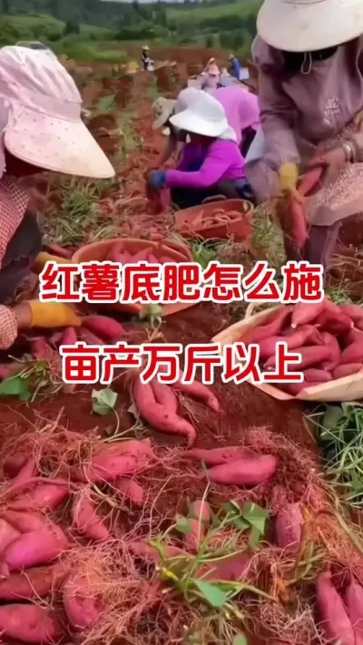 红薯底肥怎么施亩产过万斤#红薯种植#红薯底肥#红薯管理#红薯高产#红薯大丰收