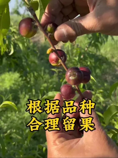#创作者扶持计划 #农业种植 #抖音新农人 #疏果 #创作者扶持计划