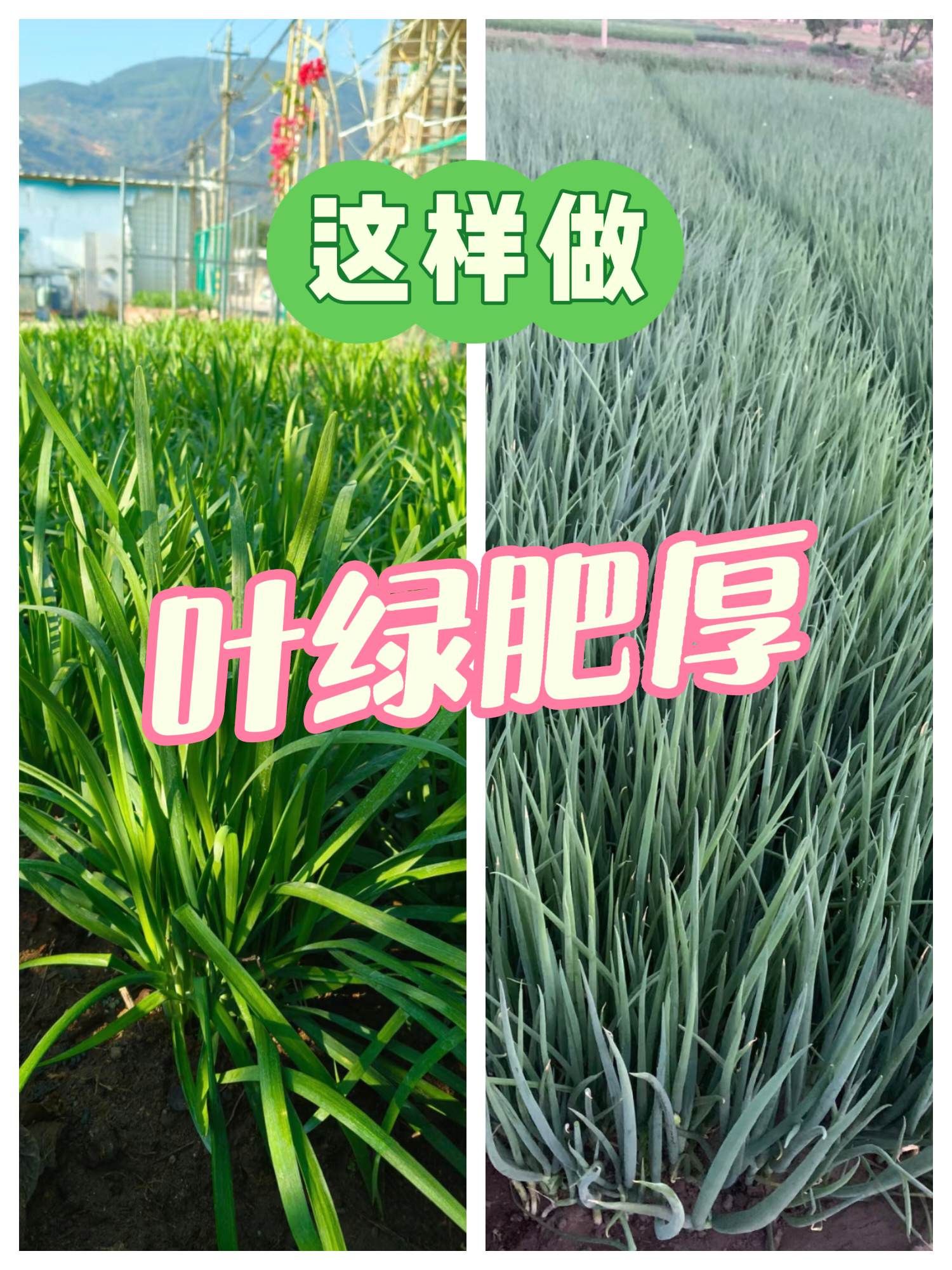 https://static.ixuenong.com/pxn/uploads/prod/thirdfile/2025/05/3caef35a6922eb8244910ced5116c8ff.jpg