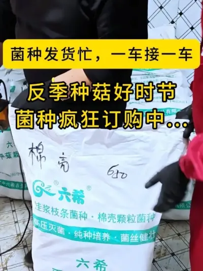 反季平菇正当时，菌种正在疯狂订购中，棉壳菌种，枝条菌种都有货。#平菇种植 #平菇菌种 #食用菌栽培种 #栽培种