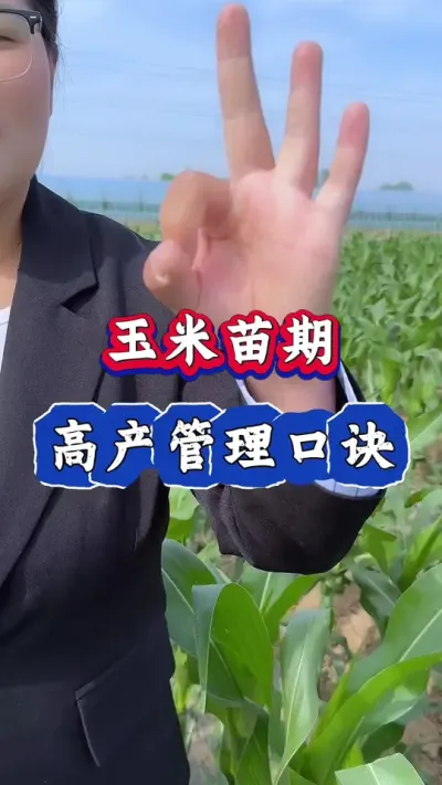 玉米苗期高产管理口诀#玉米 #玉米种植 #玉米高产管理 #玉米高产 #三农