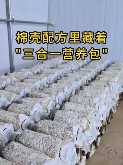 菌种不知道怎么选，试试这款棉壳菌种，里面住着&ldquo;3合1&rdquo;营养包，菌丝发菌快又壮。#平菇种植 #平菇菌种 #食用菌栽培种 #栽培种