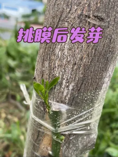 ޽ѿѿ#޽ #޽ #ũ2025 #ũ #޽