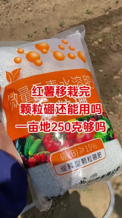 红薯移栽完颗粒硼还能用吗#红薯种植#颗粒硼#红薯底肥#红薯管理#红薯高产