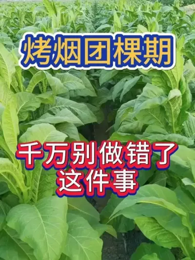 烤烟想高产等级高，那当烤烟长到团棵期，一定要做好这件事 #烤烟种植技术与管理 #烤烟种植 #烤烟 #烟草种植 #农业种植