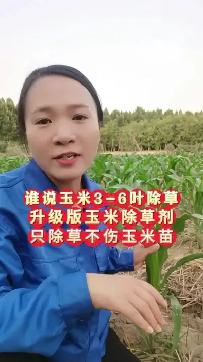 谁说玉米3-6叶除草，升级版玉米除草剂，只除草不伤玉米苗#玉米苗后除草剂 #玉米除草剂 #玉米种植 #三农 #今日三农爆款