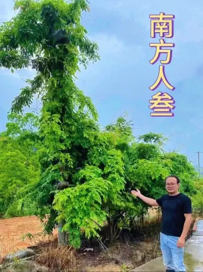 ����Ϊ&ldquo;�Ϸ�����&rdquo;��ֲ�������鳤����ź����������180Ԫ1���������ɣ����������Ҳ��#ţ������� #ţ������ٺڶ��� #ţ��������ݾ� #ţ�������ݪֲ����