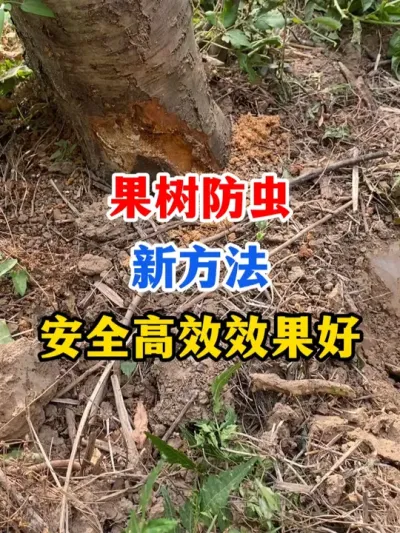 Ҫ徲ЧЧ #ݪֲ #溦 # #԰
