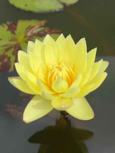 'Carla's Sonshine' ��������#˯��[����]# #����˯��[����]# #����[����]# #԰��[����]# #Ī��˯��[����]# #�������ĵ��ʻ�[����]# #԰������[����]# #����