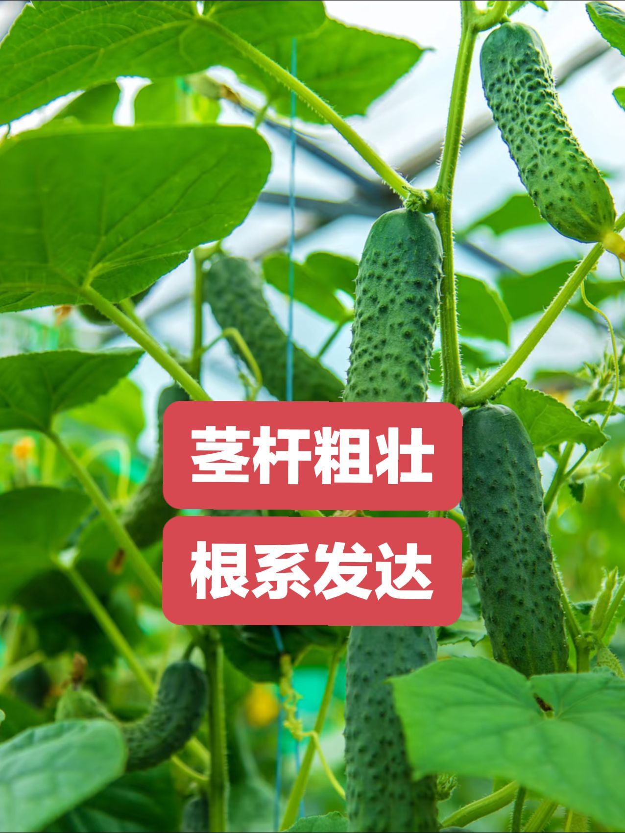 https://static.ixuenong.com/pxn/uploads/prod/thirdfile/2025/05/43e5d90195a23ae7676a08843e589a95.jpg