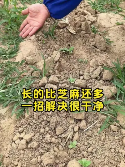 芝麻苗后 #芝麻苗后专用 #芝麻高产手艺 #芝麻莳植 #农民