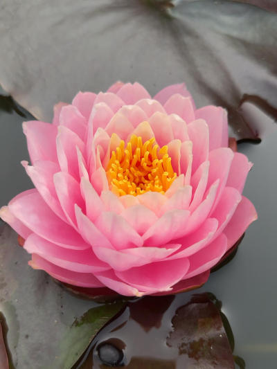 'Piriya' Ƥ#˯[]# #˯[]# #԰[]# #ĵʻ[]# #Ī˯[]# #ֲ[]# #ҵһƽ[]# #л[]#