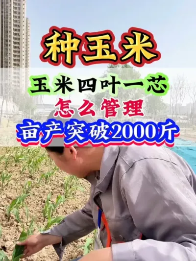 玉米四叶一芯，怎么管理，亩产突破2000斤 #玉米   #玉米管理   #玉米种植   #种玉米 #玉米地