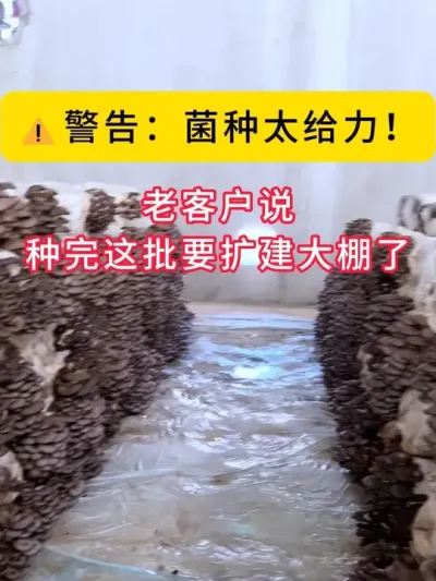 ⚠警告：菌种太给力！老客户说这批种完要扩建大棚了！#平菇种植 #平菇菌种 #食用菌栽培种 #栽培种