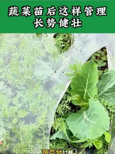 #�߲�ݪֲ #����ݪֲ #����ݪֲ#����ݪֲ #����ݪֲ