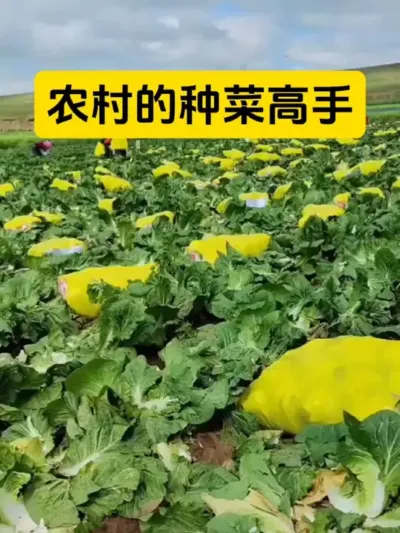 农村种菜顺口溜#三农种植 #新农人计划 #抖音助农扶农 #关注三农 #农业爆款视频