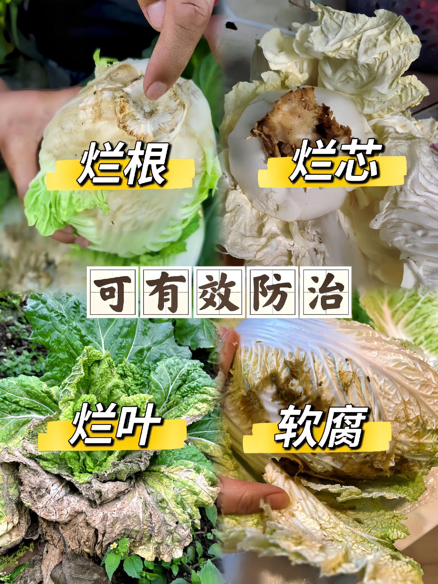 https://static.ixuenong.com/pxn/uploads/prod/thirdfile/2025/05/472c26e69dc27c5f37d6b6ee19ec0df5.jpg