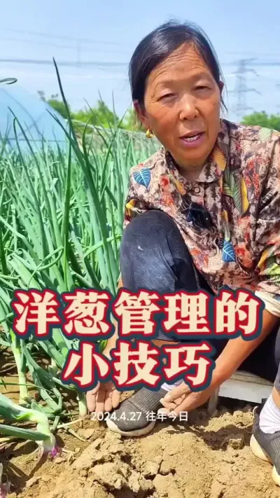 洋葱怎么管理#洋葱管理 #生菜杨姐 #蔬菜管理 #三农