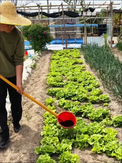 #施肥 #蔬菜专用肥 #超便宜超划算 #在家种菜 #我的小菜园