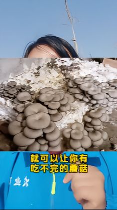 https://static.ixuenong.com/pxn/uploads/prod/thirdfile/2025/05/485e3b5b2782901549d2082bb6572cda.jpg