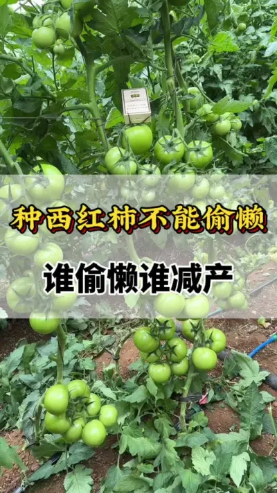 种西红柿不能偷懒，谁偷懒谁减产#西红柿种植 #番茄高产#番茄种植技术 #西红柿种植 #西红柿