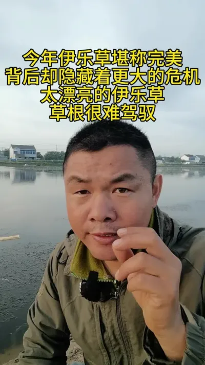 完美的伊乐草怎么样？ #水产养殖 #河蟹养殖
