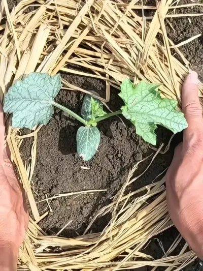 丝瓜这么种，稻草保湿，松土还能堆肥 #种植小技巧 #农业种植#这就是村里的劳动节  #新农人计划2025 #抖音助农
