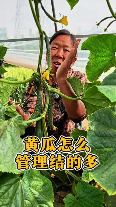 黄瓜怎么管理结的多，实用小技巧@DOU+小助手 @DOU+上热门 #黄瓜种植 #种植小技巧#蔬菜种植#生菜杨姐