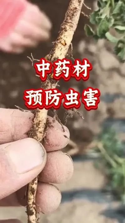 药材种植 中药材预防虫害 #药材种植 #药材管理 #党参种植 #虫害防治