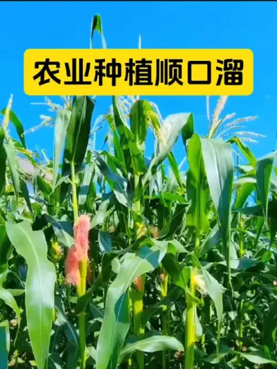 农业种植顺口溜#农业谚语#服务三农 #蔬菜种植 #抖音助农 #三农爆款文案