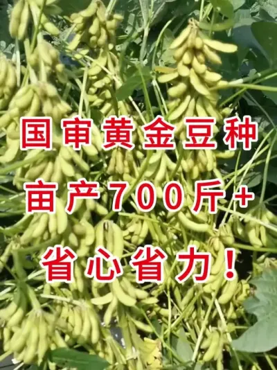抗倒伏抗病害，稳产增收！ #优质农产品 #三农流量扶持计划 #大豆种植 #产量特别高 #抖音助农