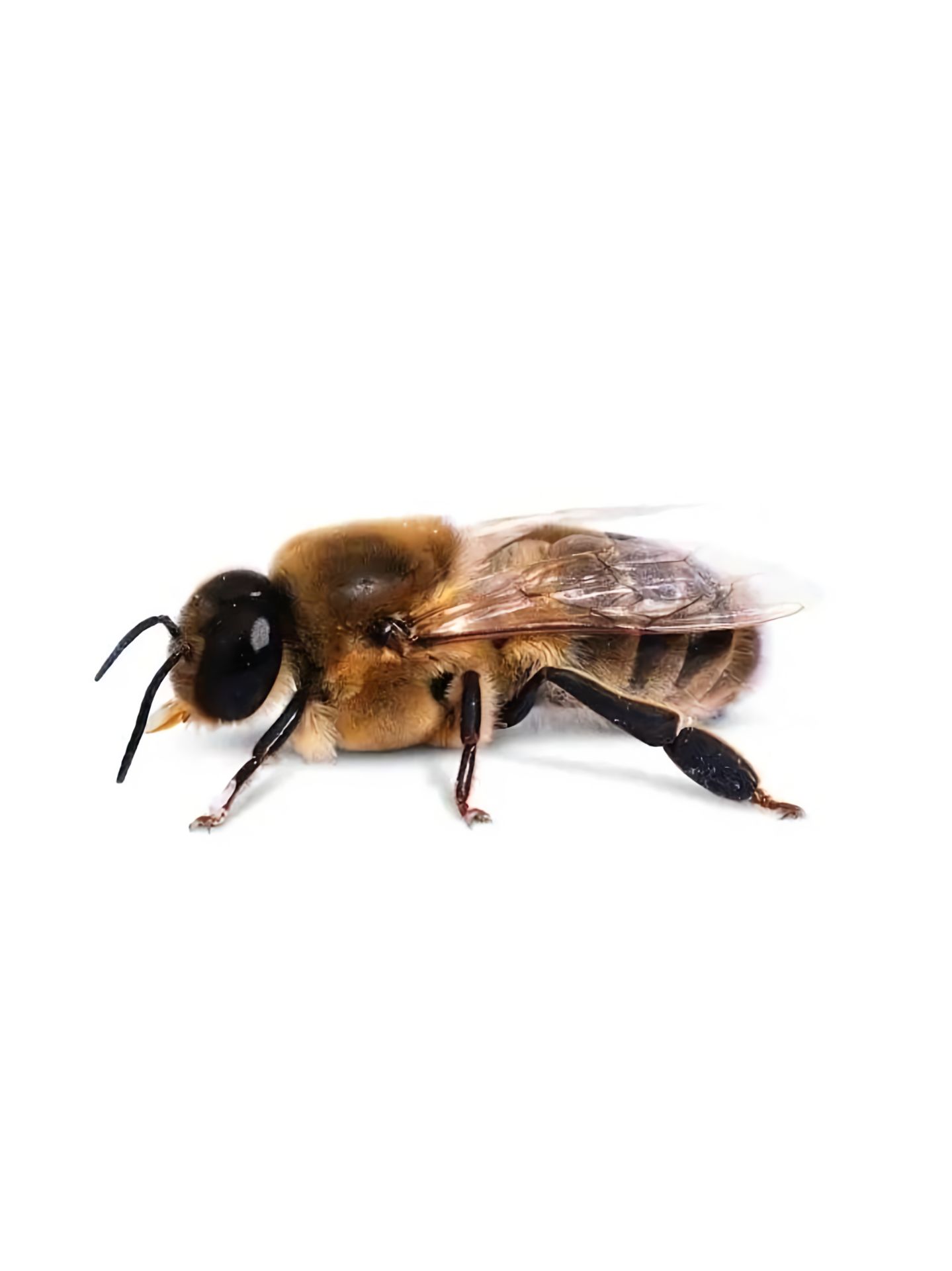 https://static.ixuenong.com/pxn/uploads/prod/thirdfile/2025/05/53781df70e7137f35e32b5e79ac8259e.jpg