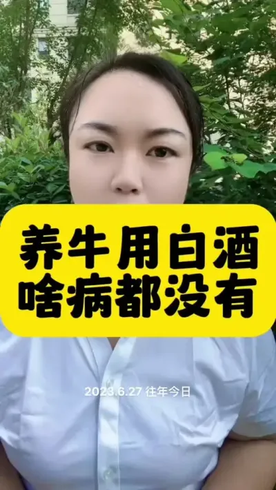 养牛用白酒，都有哪些好处#全国养牛人 #养殖户 #肉牛养殖 #西门塔尔 #自繁自养