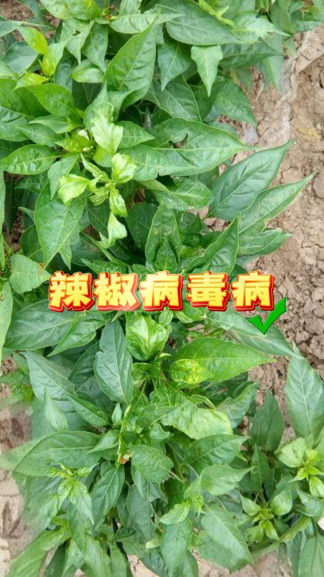 https://static.ixuenong.com/pxn/uploads/prod/thirdfile/2025/05/5423740eccc49f0d76a0883c1f684f4e.jpg