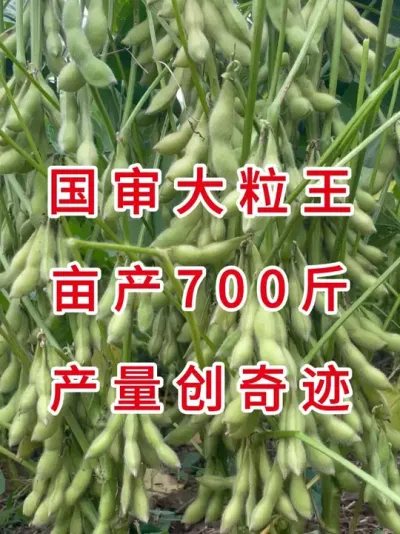 抗倒伏、宜机收，非常适合农业种植户 #三农流量扶持计划 #抖音助农 #大豆种植 #产量特别高 #心系三农服务三农