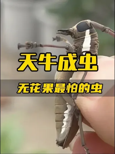 无花果发现嫩叶嫩芽被啃食，出现天牛记得抓捕，然后杀虫剂多打几遍。这玩意危害太大了，恨透了天牛。#无花果 #记录我的种植生活 #天牛 #盆栽无花果