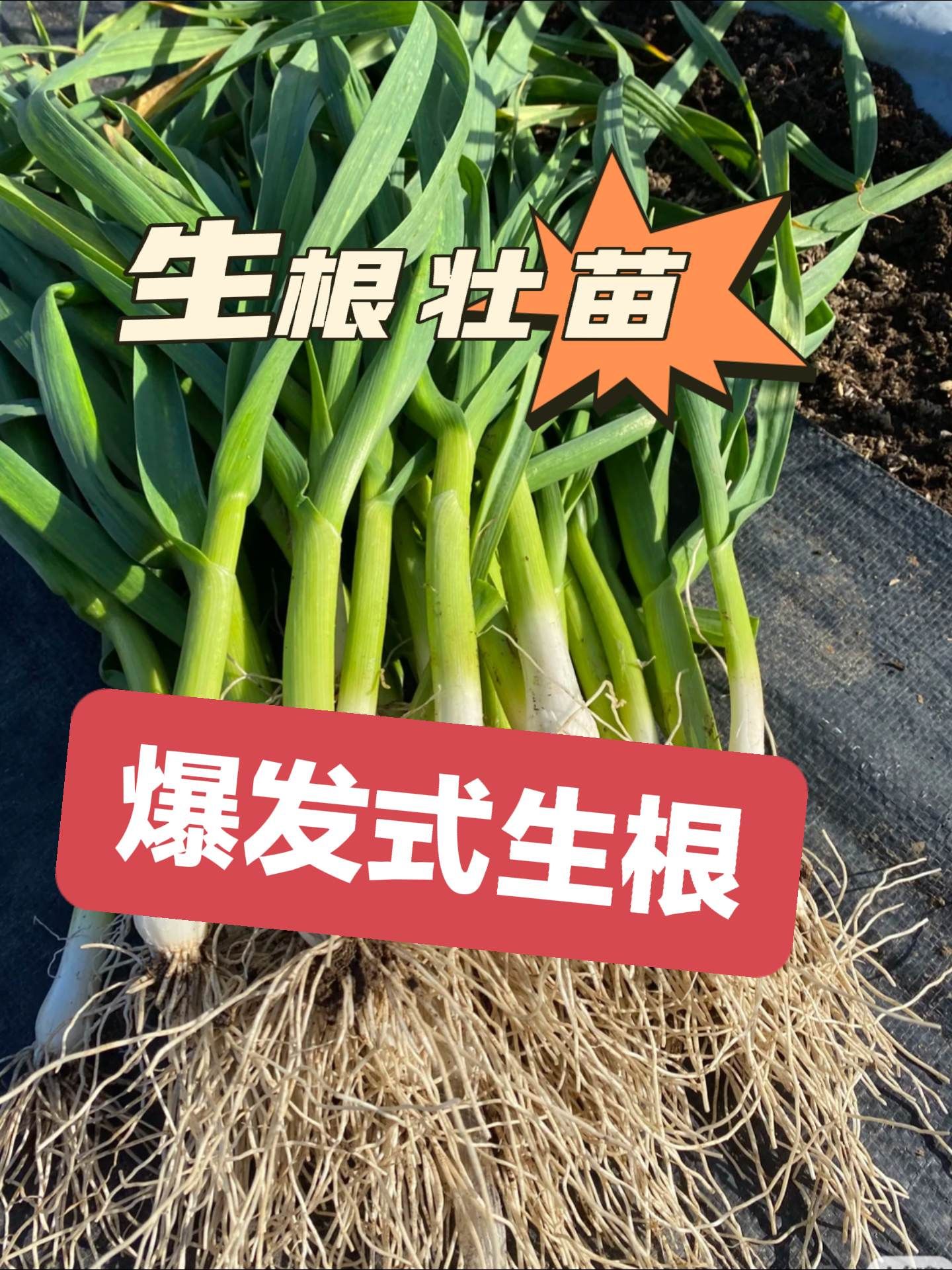 https://static.ixuenong.com/pxn/uploads/prod/thirdfile/2025/05/55b78ca68f57f0d25000b12f4ab5c6dd.jpg